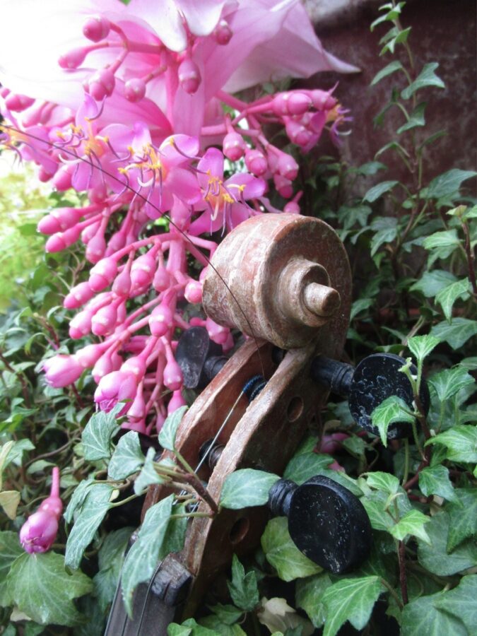 В Твери расцвела гламурная красавица Мединилла