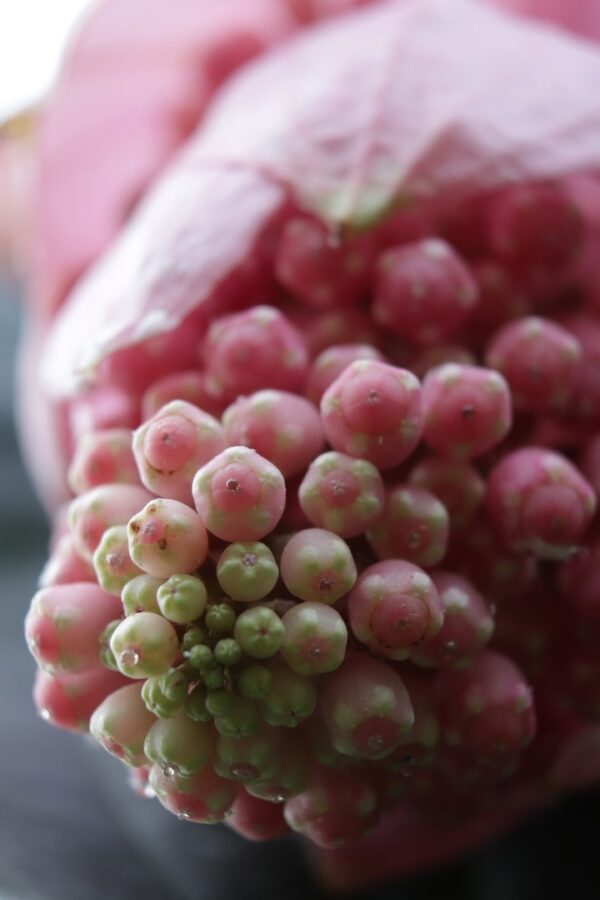 В Твери расцвела гламурная красавица Мединилла