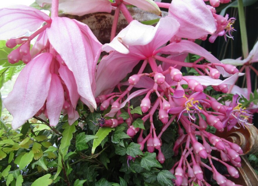 В Твери расцвела гламурная красавица Мединилла