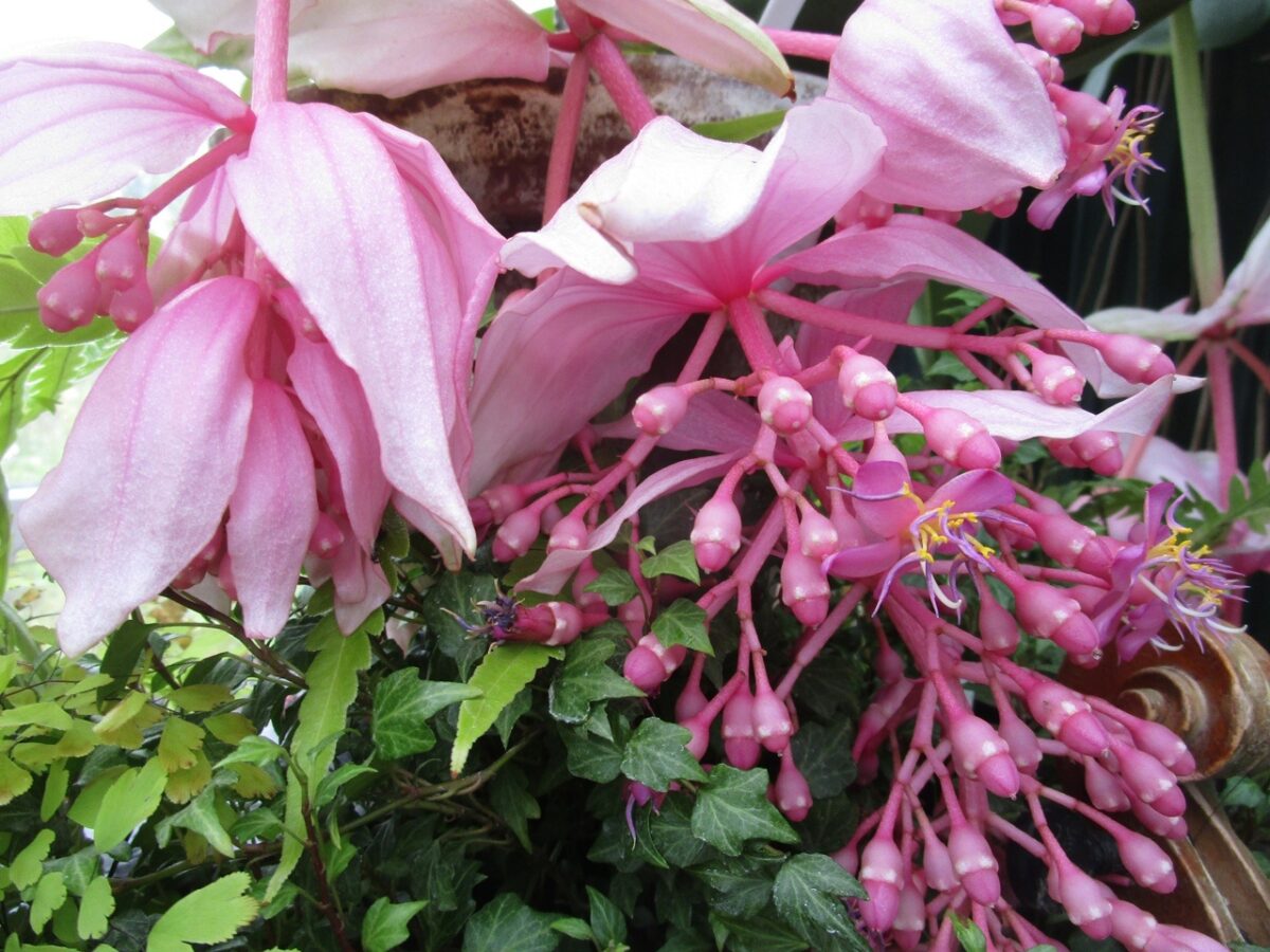 В Твери расцвела гламурная красавица Мединилла