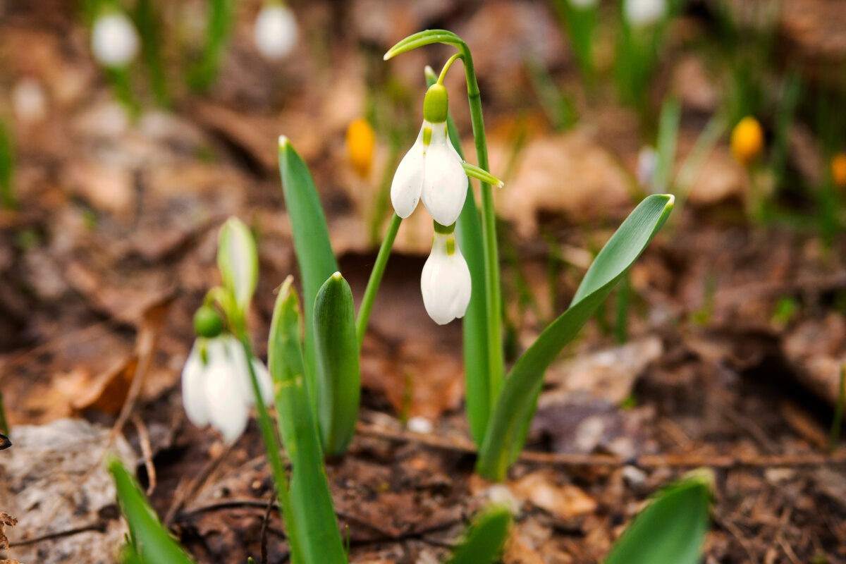 Синоптики дали прогноз погоды на апрель в Тверской области