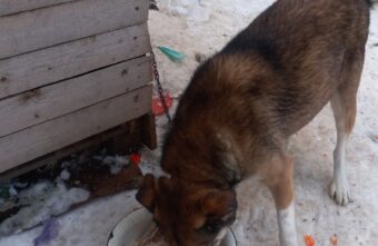 В Твери хозяева ушли из дома и оставили умирать собаку на цепи В Твери хозяева ушли из дома и оставили умирать собаку на цепи