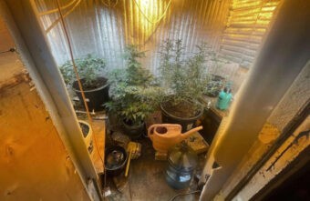 В Тверской области задержали мужчину, который выращивал в сарае коноплю