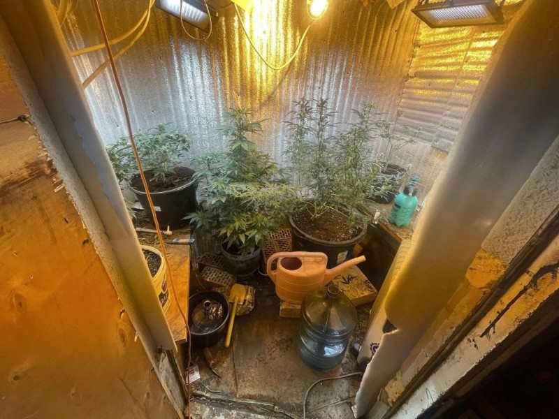 В Тверской области задержали мужчину, который выращивал в сарае коноплю