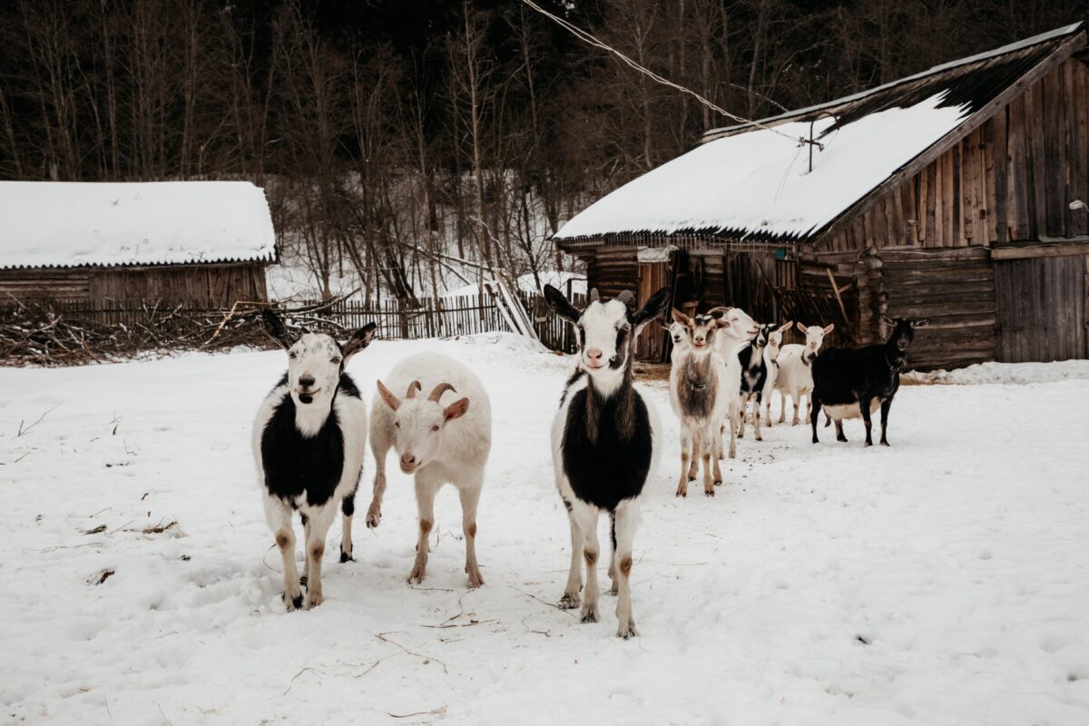Вопросы поддержки отрасли АПК рассмотрели на заседании правительства Тверской области
