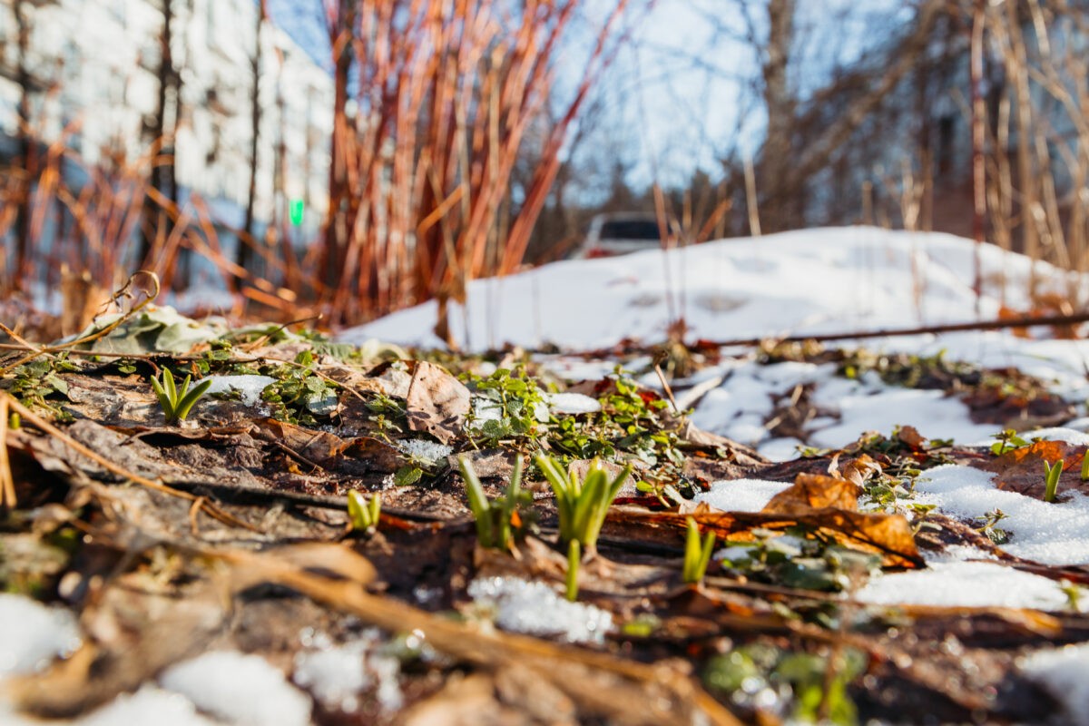 В Тверской области наступает весна