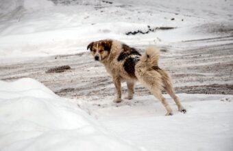 Кинологи назвали самые тихие породы собак