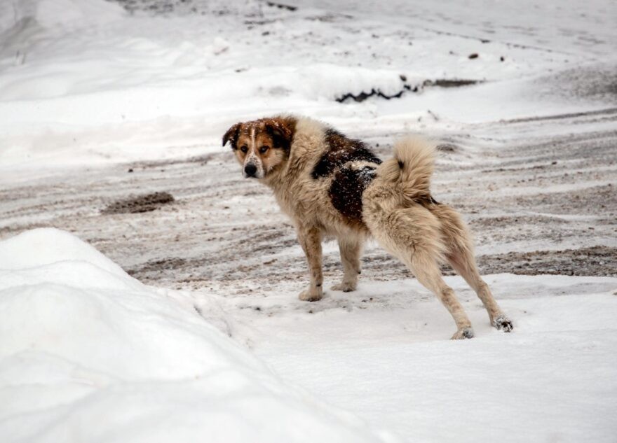 Кинологи назвали самые тихие породы собак