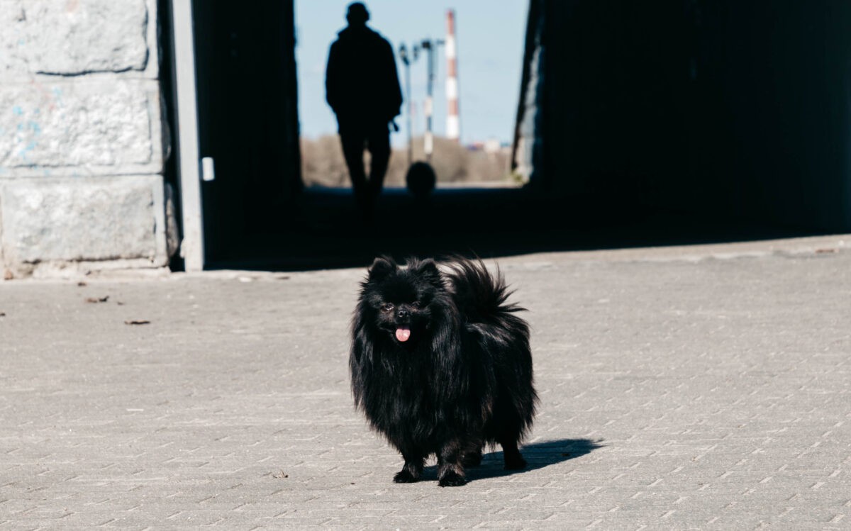 Кинологи рассказали, как сэкономить на содержании пса в условиях роста цен