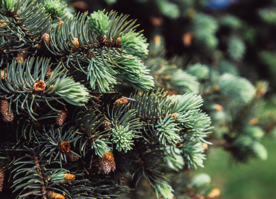 «Лесоруб» из Тверской области незаконно срубил почти 50 ёлок