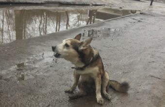 В Заволжском районе Твери водитель сбил собаку на самовыгуле В Заволжском районе Твери водитель сбил собаку на самовыгуле