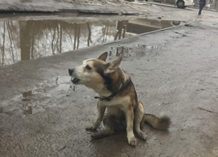 В Заволжском районе Твери водитель сбил собаку на самовыгуле В Заволжском районе Твери водитель сбил собаку на самовыгуле