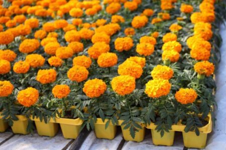 В Калязине готовят рассаду цветов для озеленения общественных пространств В Калязине готовят рассаду цветов для озеленения общественных пространств