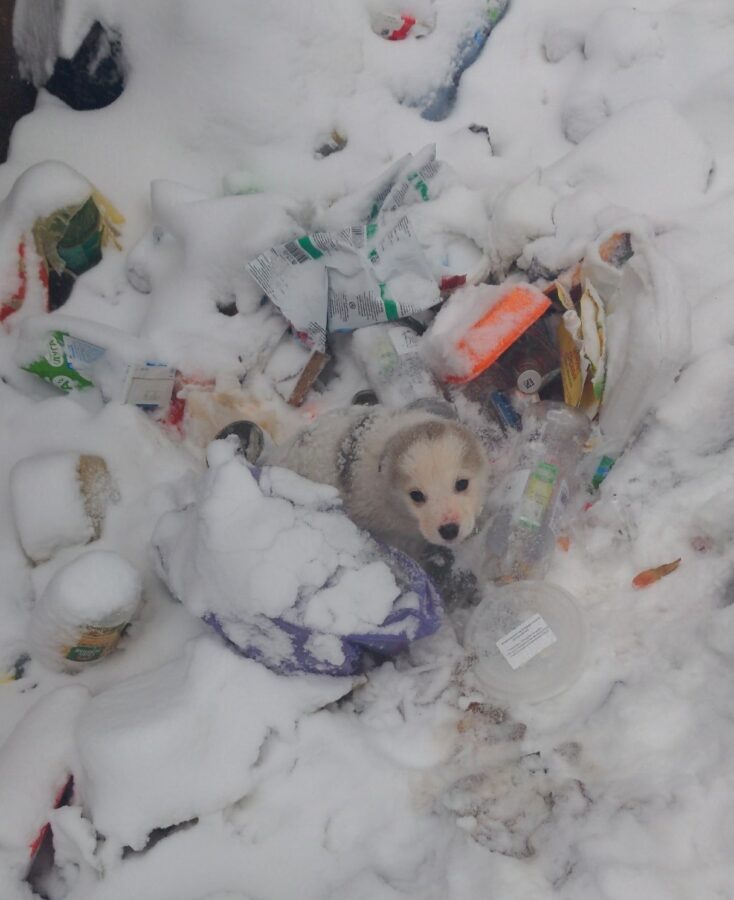 В Тверской области маленького щенка нашли в куче мусора В Тверской области маленького щенка нашли в куче мусора