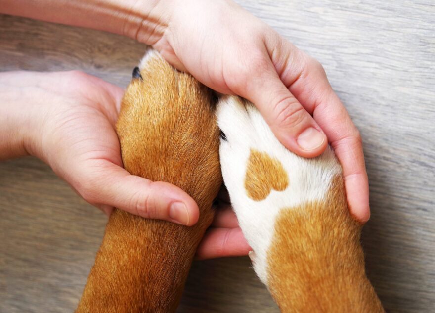 Кинологи рассказали, как правильно хоронить собак в России