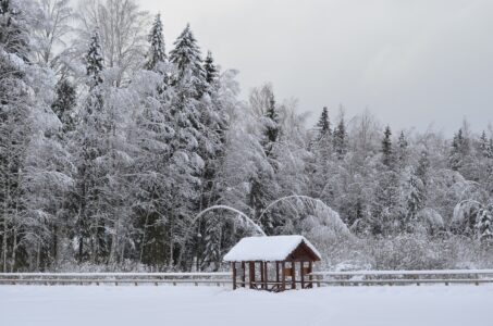 В заповеднике Тверской области три дня не было света из-за снежного коллапса В заповеднике Тверской области три дня не было света из-за снежного коллапса