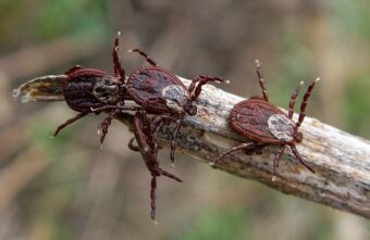 Будьте осторожны: в Тверской области уже начался сезон клещей Будьте осторожны: в Тверской области уже начался сезон клещей