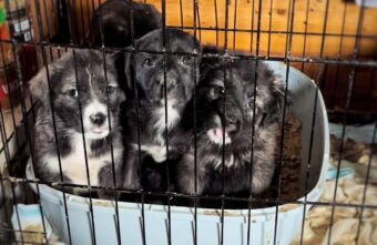 Жители Тверской области все чаще выбрасывают на помойку щенков и котят Жители Тверской области все чаще выбрасывают на помойку щенков и котят