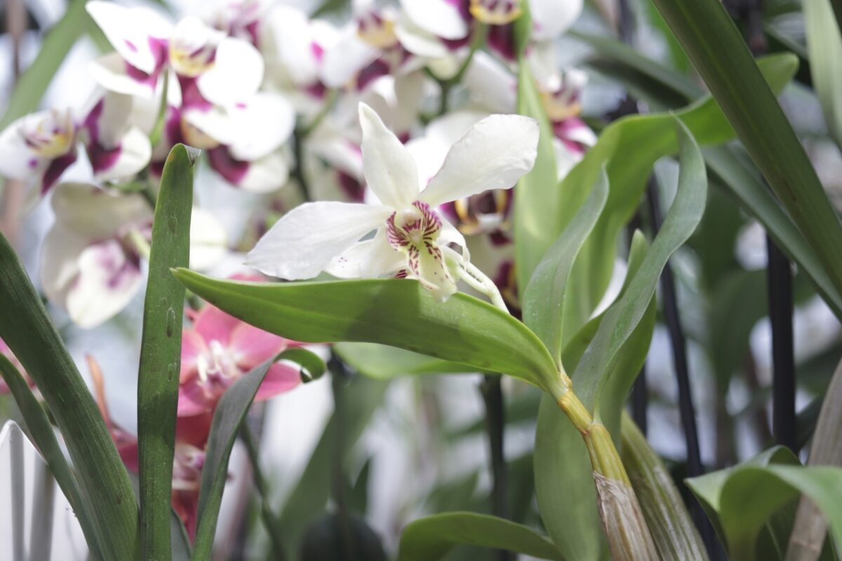 В коллекции ботанического сада Твери появилась новая орхидея