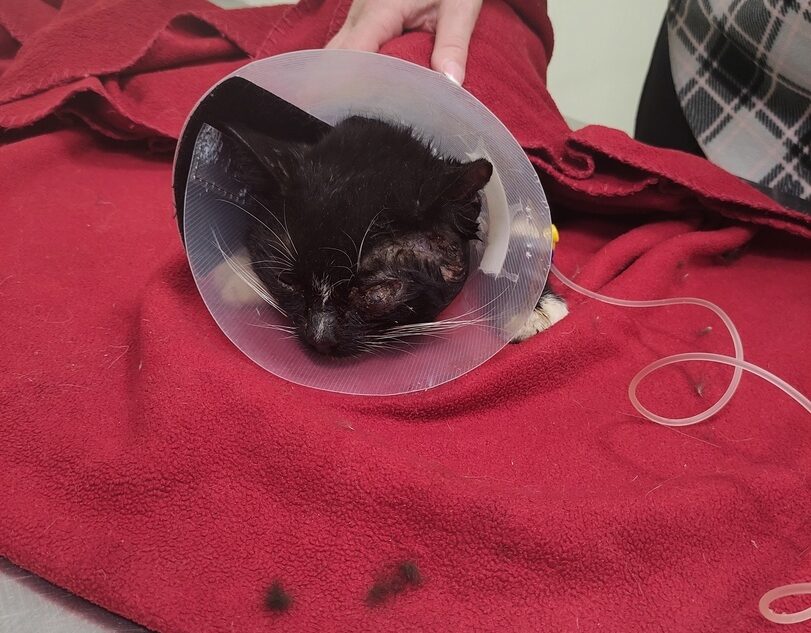 Найденного в Твери кота с дыркой на шее не удалось спасти