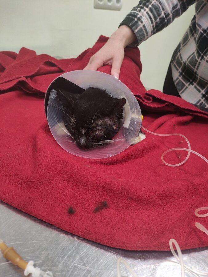 Найденного в Твери кота с дыркой на шее не удалось спасти