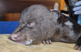 В Тверской области спасают медвежонка, которому вся страна придумывала имя В Тверской области спасают медвежонка, которому вся страна придумывала имя