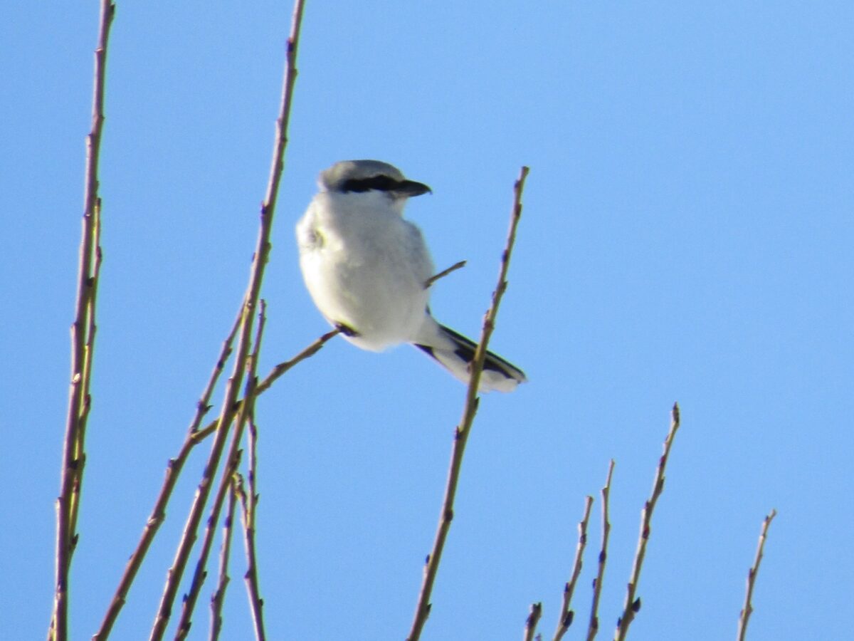 В Твери замечен страшный маньяк-сорокопут  