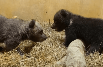 В Тверской области 8 марта сняли видео о медвежьих красавицах В Тверской области 8 марта сняли видео о медвежьих красавицах