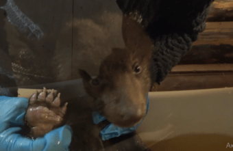 В Тверской области устроили банный день для медвежат