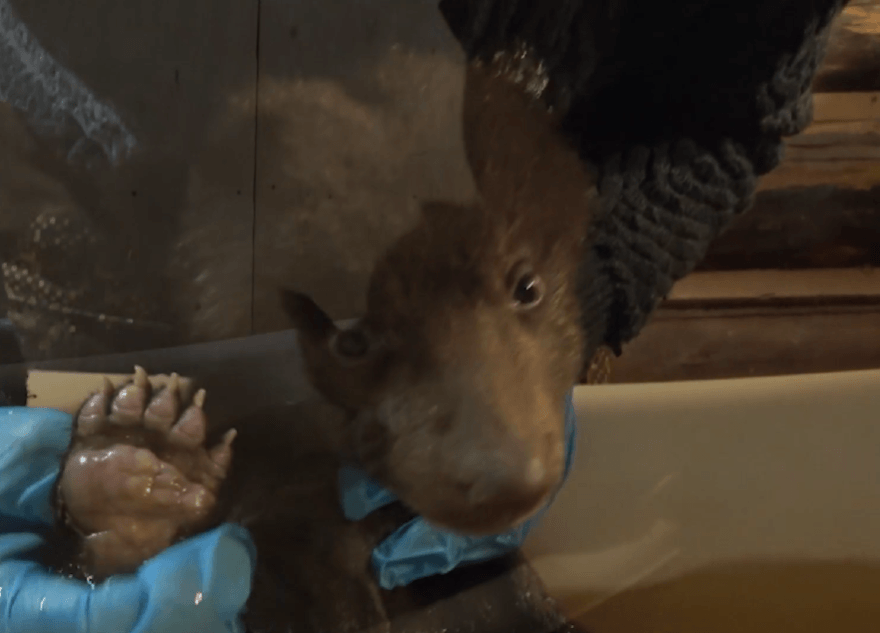 В Тверской области устроили банный день для медвежат