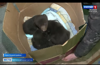 В Тверскую область привезли еще трех медвежат-сирот