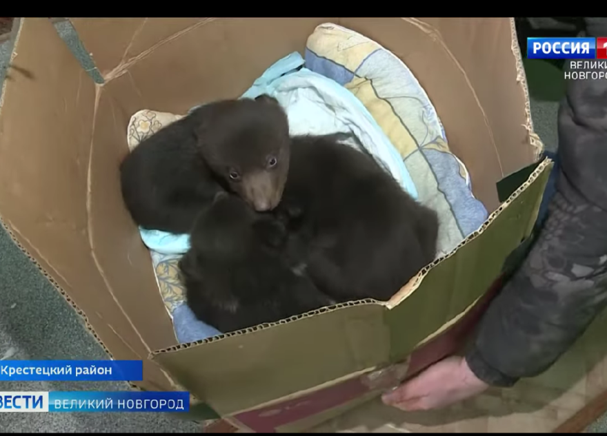 В Тверскую область привезли еще трех медвежат-сирот