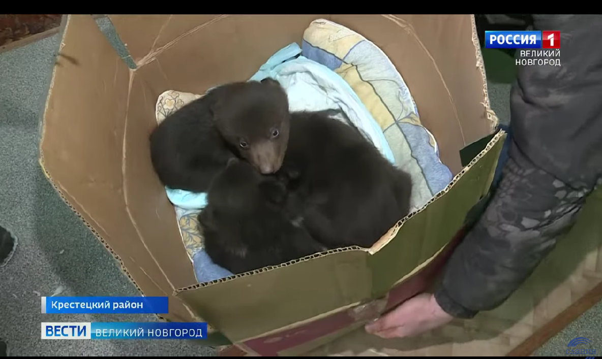 В Тверскую область привезли еще трех медвежат-сирот
