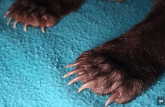 Доктор приехал в Тверскую область осматривать лапы, когти и хвосты