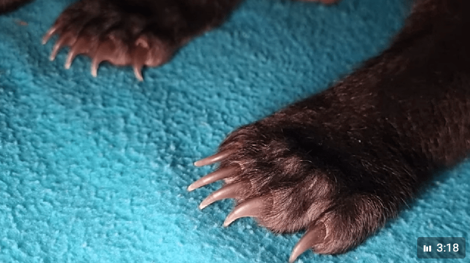 Доктор приехал в Тверскую область осматривать лапы, когти и хвосты