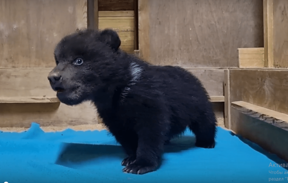 Стало известно, как назвали вологодского медвежонка в Тверской области