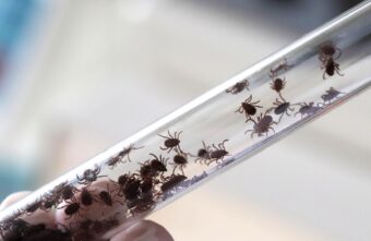 В Тверской области зарегистрировали почти 30 случаев укусов клещей В Тверской области зарегистрировали почти 30 случаев укусов клещей