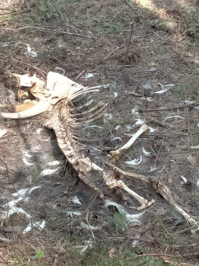 На кладбище под Тверью неизвестные устроили погром с гробами и костями