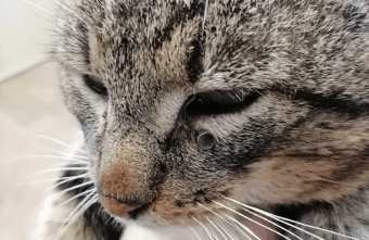 В Тверской области неизвестный стреляет по кошкам с «воздушки»