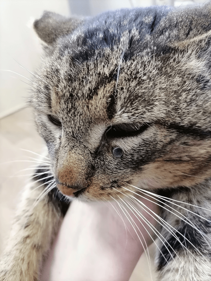 В Тверской области неизвестный стреляет по кошкам с «воздушки»