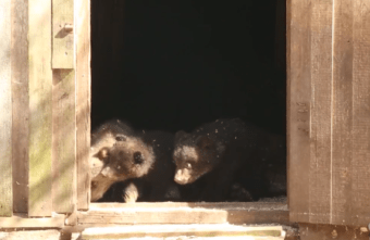 Медвежата-сироты переехали на «такси» в домик-берлогу в Тверской области 