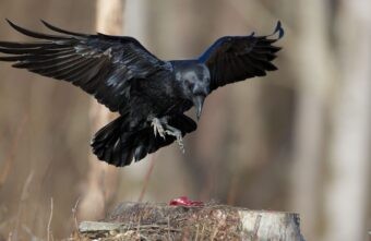 Врач рассказала, какими опасными заболеваниями можно заразиться от ворон Врач рассказала, какими опасными заболеваниями можно заразиться от ворон