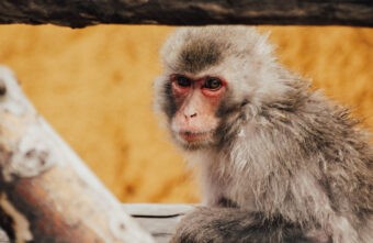 В Тверской области закроют сайты, на которых продавались редкие обезьянки В Тверской области закроют сайты, на которых продавались редкие обезьянки