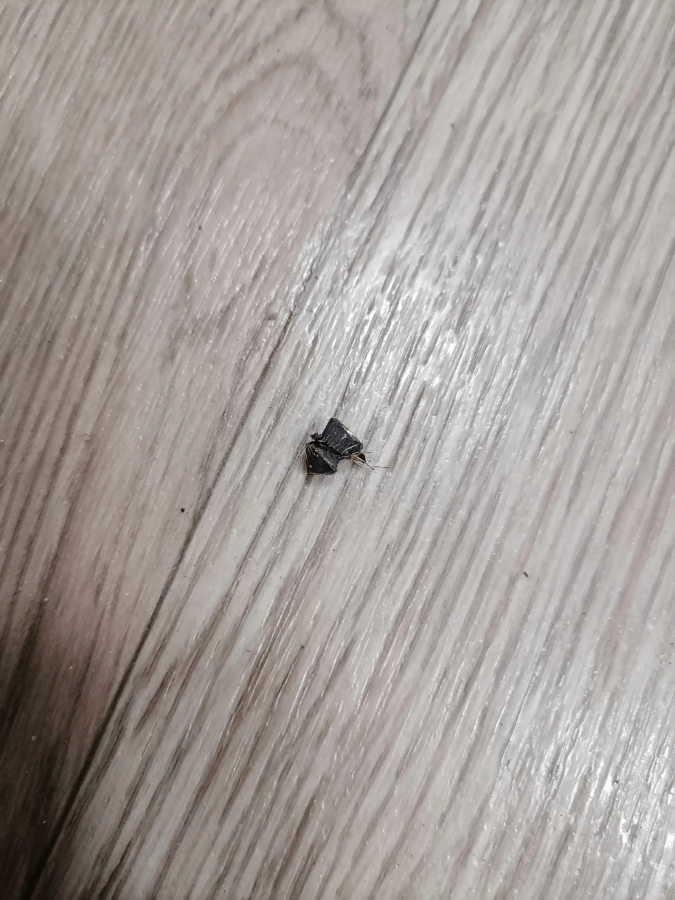 В Тверской области неизвестный стреляет по кошкам с «воздушки»