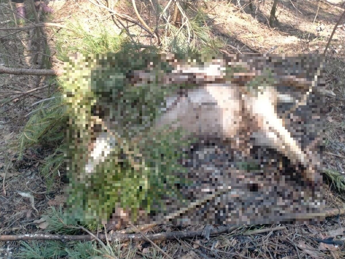 На кладбище под Тверью неизвестные устроили погром с гробами и костями