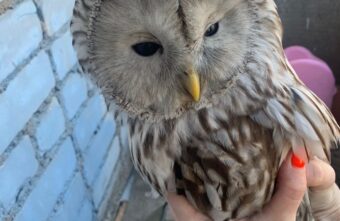 Жители Тверской области отбили сову у беспощадных ворон