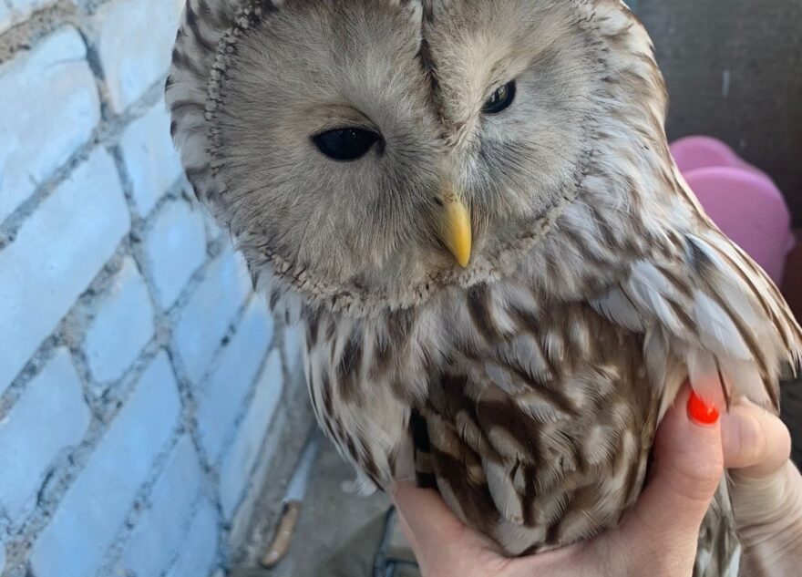 Жители Тверской области отбили сову у беспощадных ворон