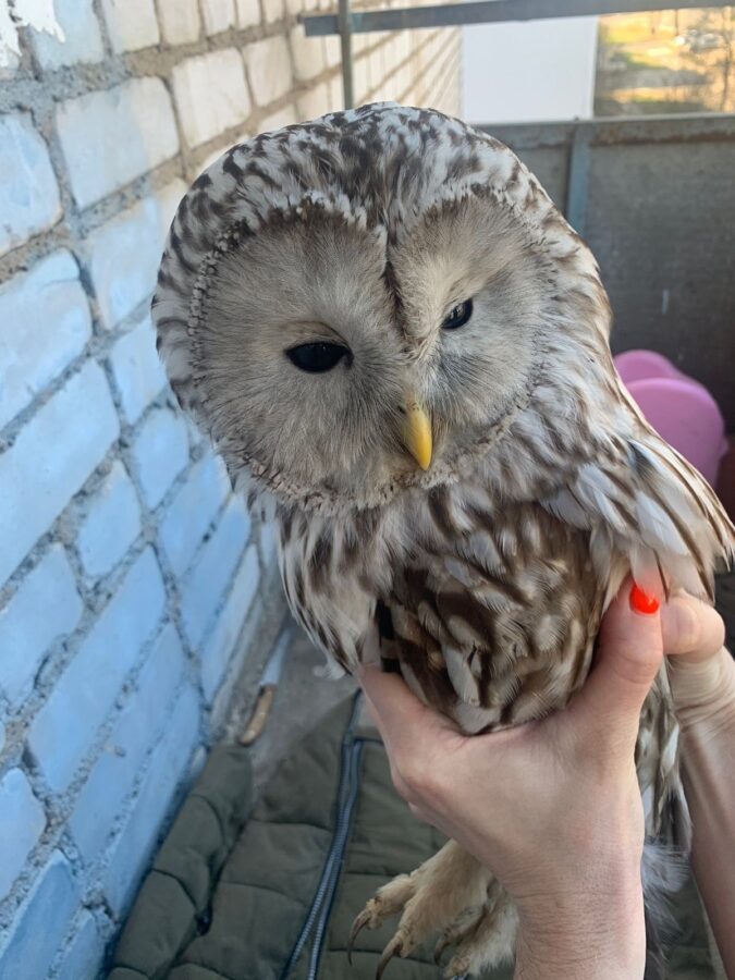 Жители Тверской области отбили сову у беспощадных ворон