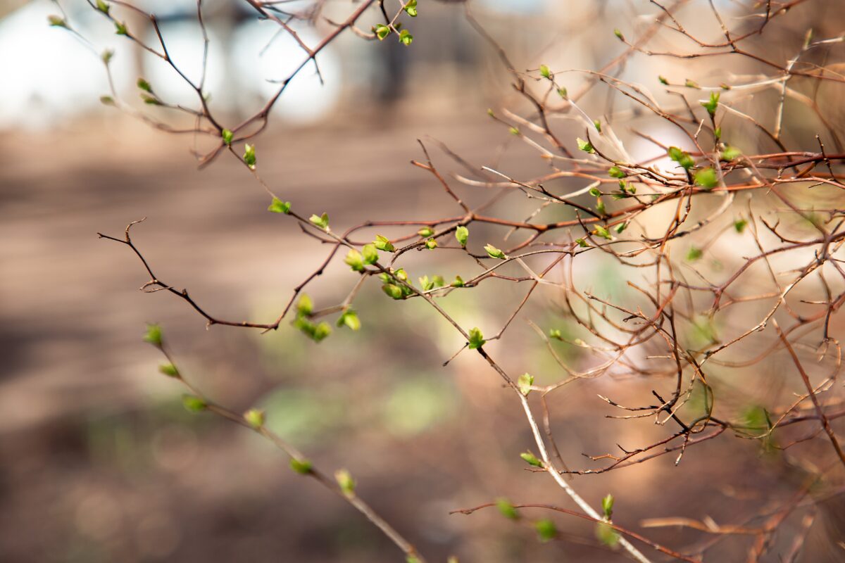 Погода обрадует жителей Тверской области майским теплом