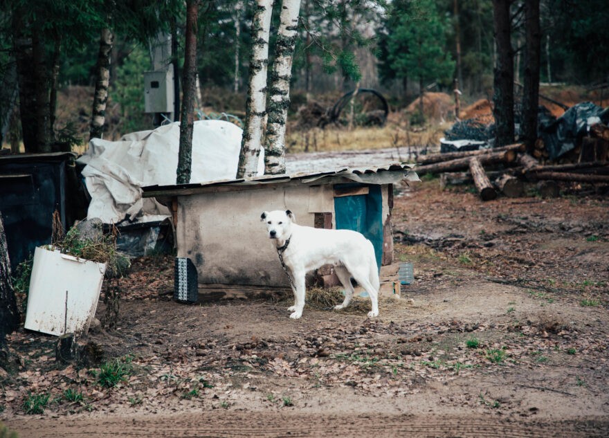 Кинолог перечислил мифы о бездомных собаках